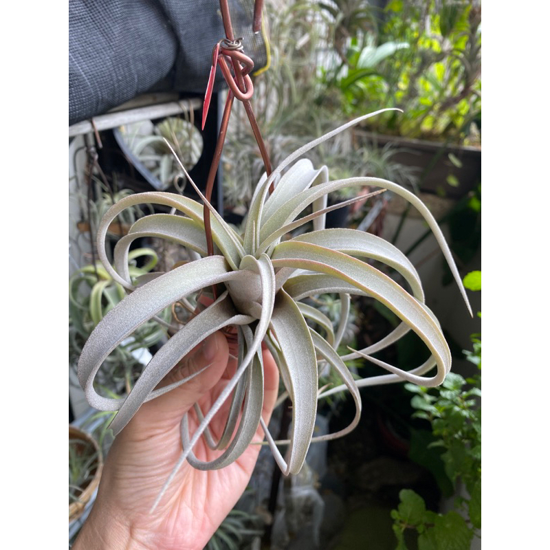 ［高雄］空氣鳳梨 空鳳 霸王x香檳 （T. xerographica x chiapensis）