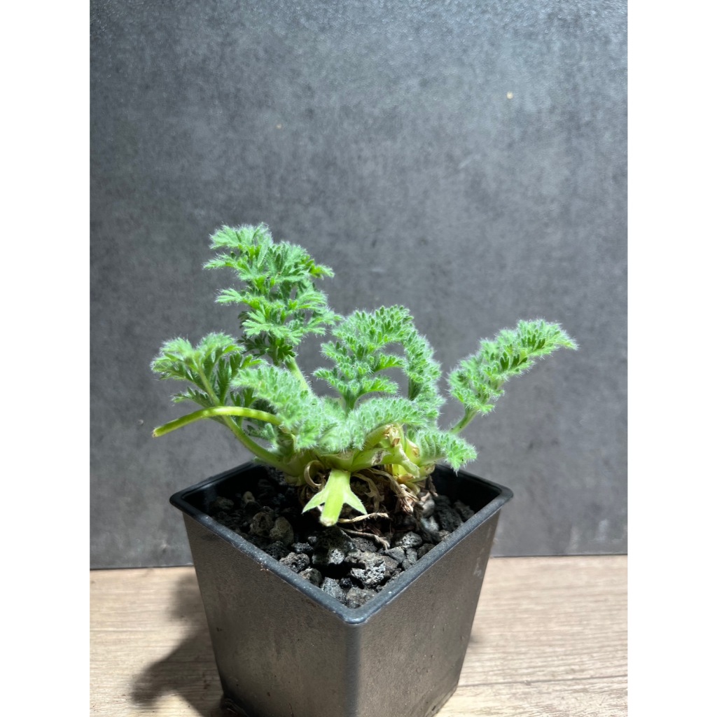 羽葉洋葵'Pelargonium triste'(歡迎私訊挑選)