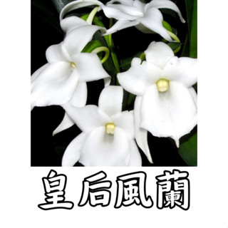 <美心花園>皇后風蘭 (扇葉文心蘭 黃松蘭 臺灣香蘭，鹿角蕨，石斛蘭，臺灣風蘭 蝴蝶蘭，上板植物)