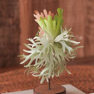 紙模型【紙植栽DIY材料包】珍妮鹿角蕨 紙風景 紙雕