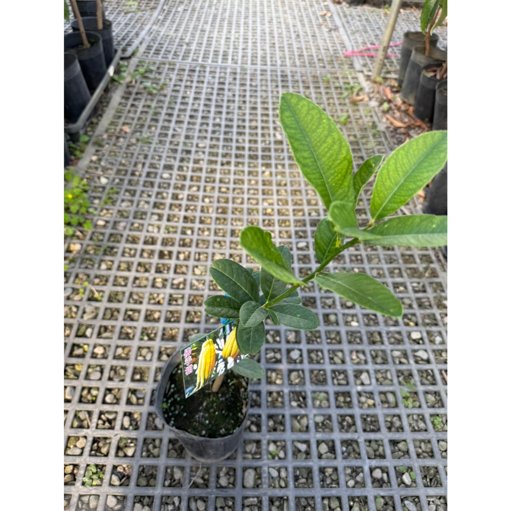 植系青屬-佛手柑苗/嫁接苗/柑橘類/水果苗/四吋盆
