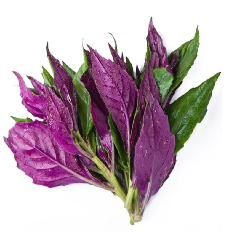 紅鳳菜種子的價格推薦 - 2025年6月 | 比價比個夠BigGo