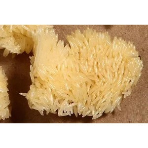 （台灣塔尼）黑水虻蟲卵(熟品)非活體, 黑水虻蟲卵每天過篩,量大貨源穩定