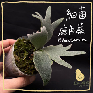 ✤歪皮植物✤細菌鹿角蕨 P.willinckii "Bacteria" TC 組培苗 | 鹿角蕨 麋角羊齒 雨林