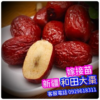 ✅新疆和田大棗✅嫁接苗【棗中極品-稀有正品】大陸紅棗 紅棗 黑棗 棗子苗 紅棗苗 黑棗苗 水果苗 樹苗