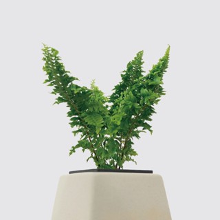 │ 方盆系列 │ 蕾絲蕨 - 室內植物 水耕盆栽 寵物友善 懶人植物 蕨類