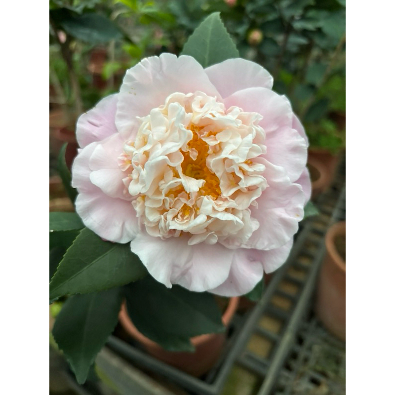 《秀水茶園》天香六吋盆茶花/會香
