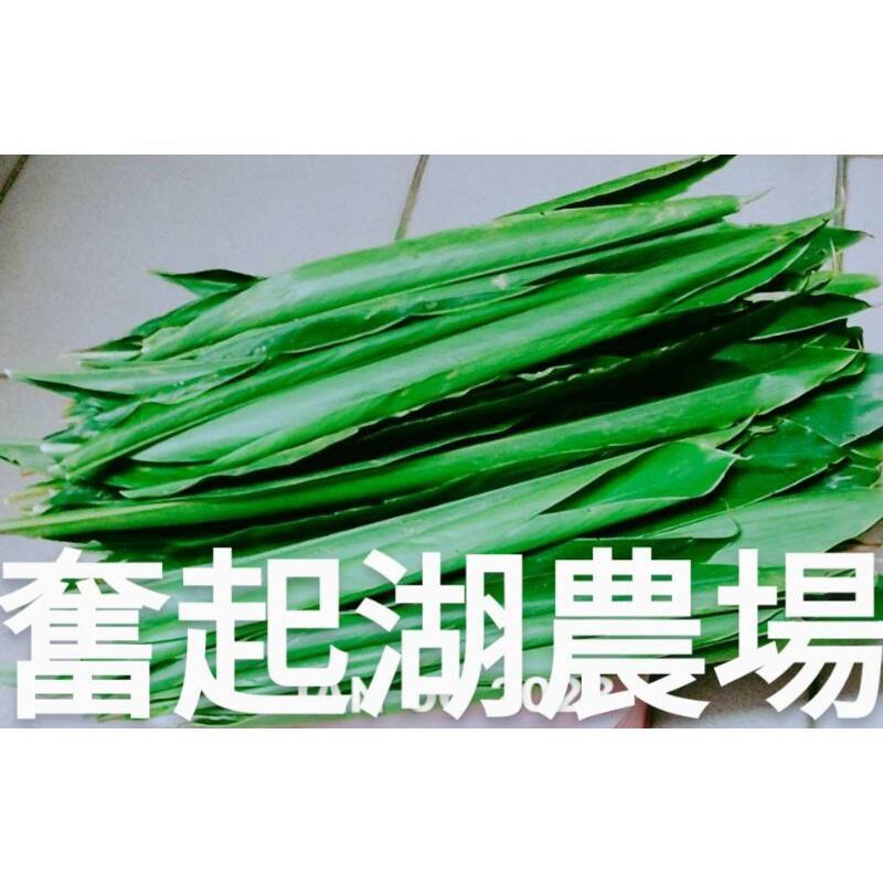 【奮起湖農場】野生月桃葉1片5元 新鮮採出 大粽葉/肉粽葉/一口粽/甜粽 無農藥 無化肥享受大自然原味幸福