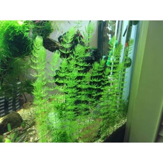 【免運-隔日到貨】水草 1組5株 增加水中溶氧量 造景 戶外缸 魚缸 蓮花池 不需打氣 CO2