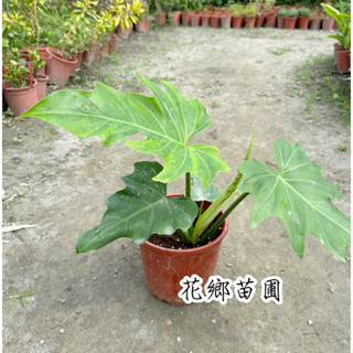《花鄉苗圃》 輻射蔓綠絨、拉迪亞蔓綠絨