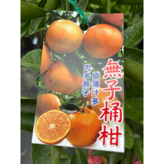 無子桶柑 ｜4吋～嫁接果樹苗木⋯