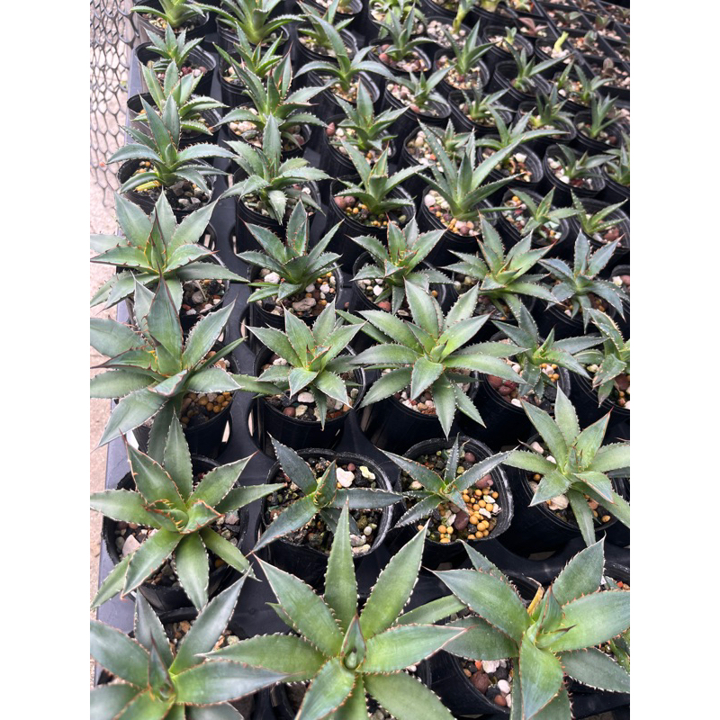 實生霍利達龍舌蘭 狂刺霍利達 實生 植物 綠植 居家植物 燈養植物