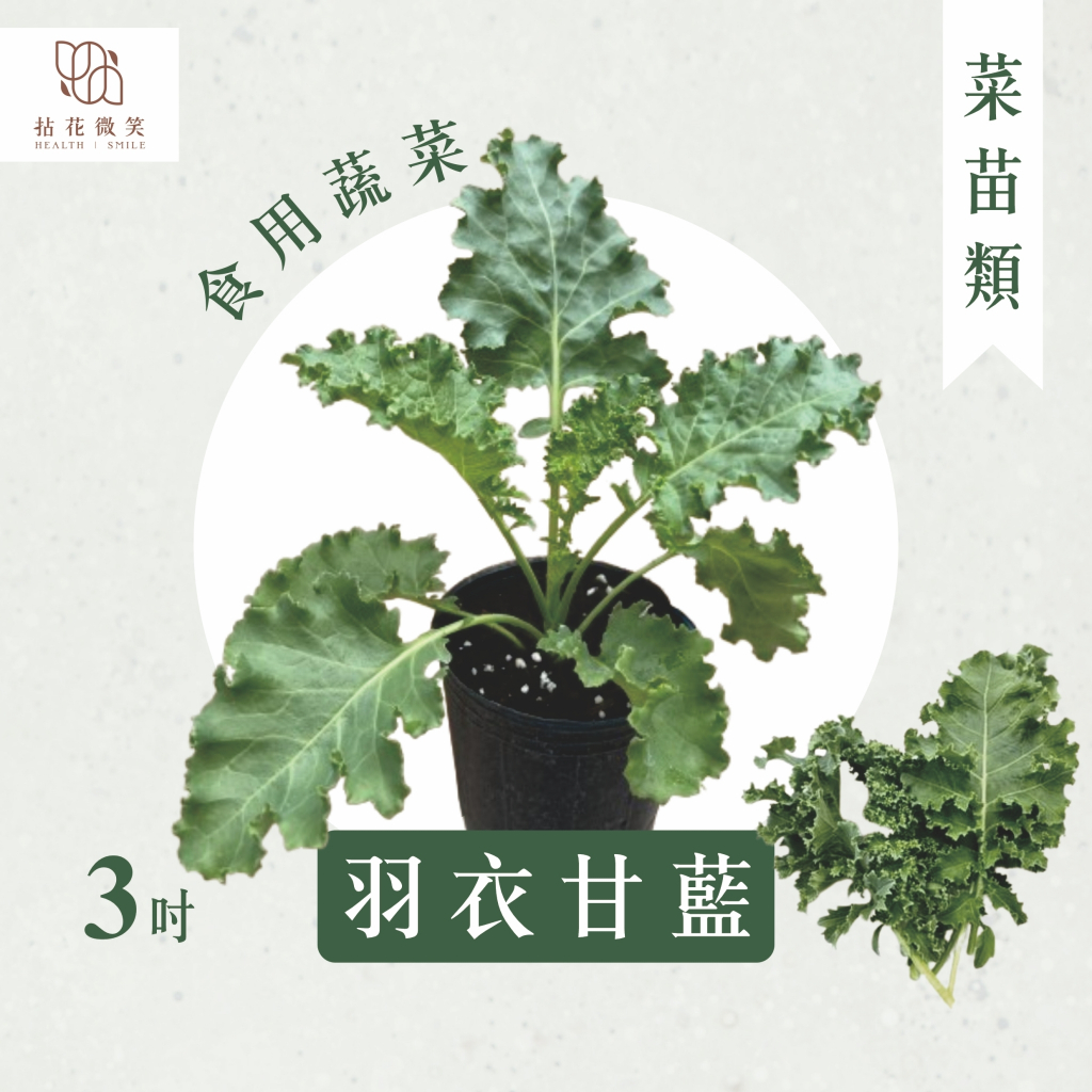 【拈花微笑】羽衣甘藍｜被喻為天然濃縮綜合維他命｜2.5吋｜菜苗｜料理｜食用蔬菜｜調味料｜烹飪｜有機｜蔬果