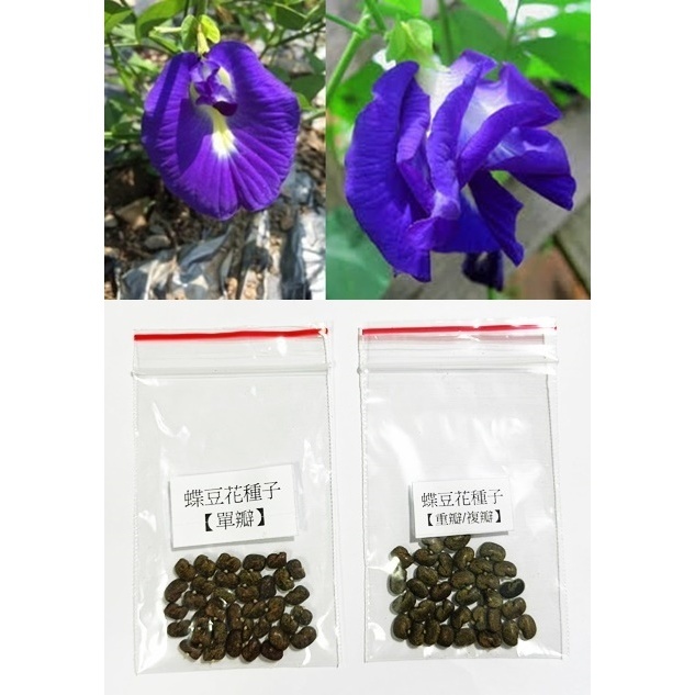 【自種/有機】蝶豆花種子(單瓣/重瓣)現貨每顆1元30顆一組