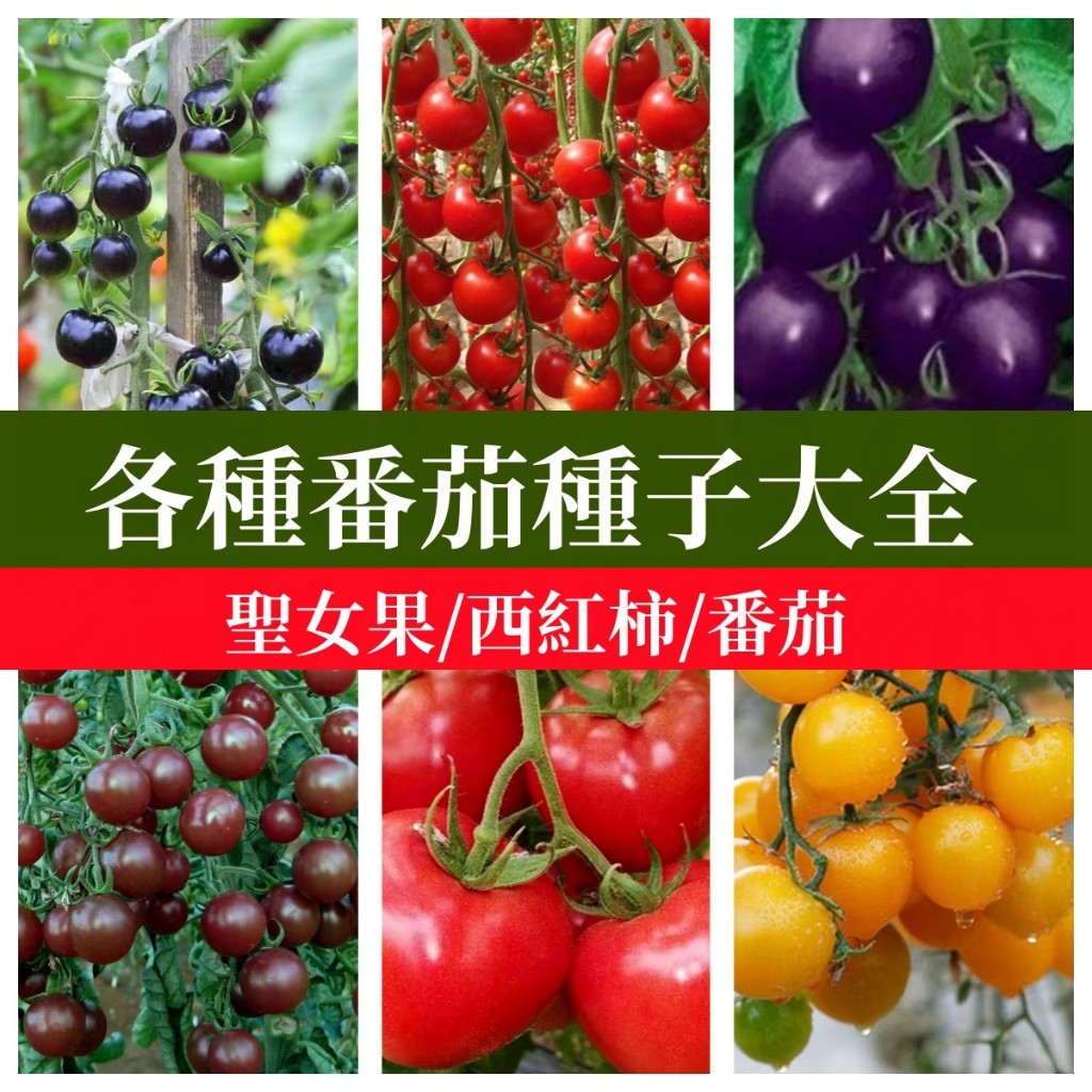 🍅超多款番茄種子大全 巧克力番茄聖女果小番茄瀑布小番茄千禧番茄黑珍珠番茄家庭庭院蔬菜種子（高產好種）