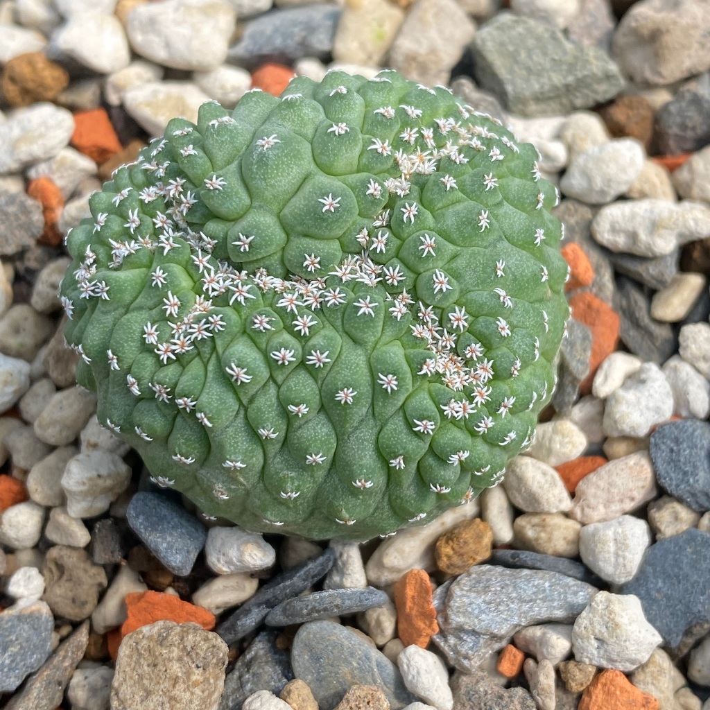 🌵Strombocactus屬 仙人掌｜菊水綴化｜Strombocactus disciformis