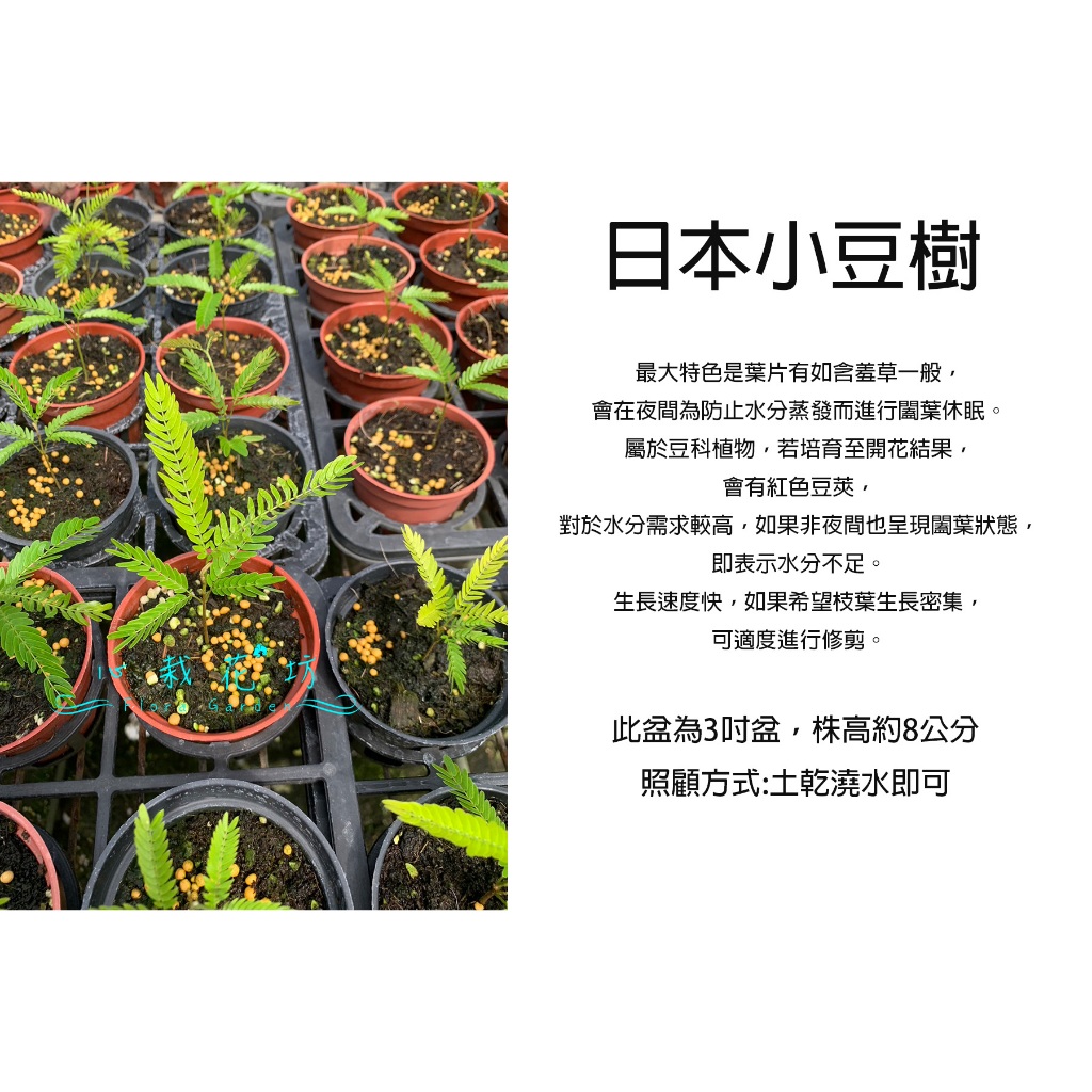 心栽花坊-雞髯豆/含羞樹/小豆樹/日本小豆樹/密葉猴耳環/3吋/觀葉植物/室內植物/綠化植物/售價180特價150