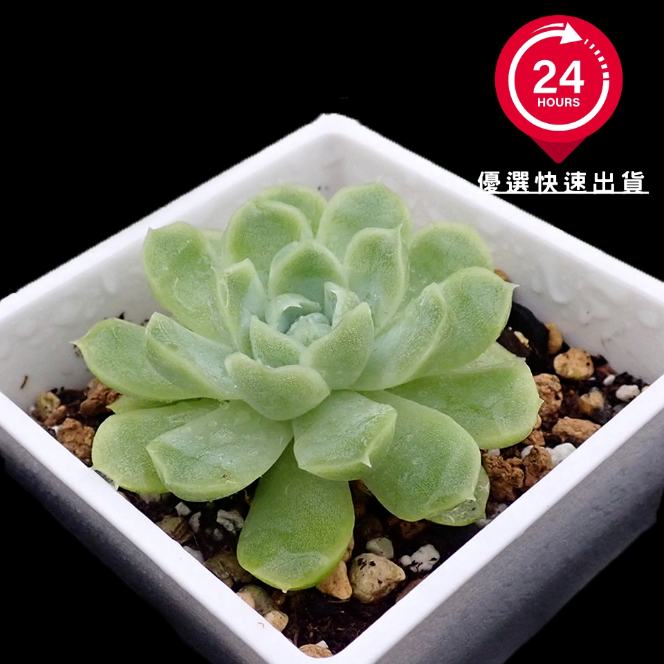 🔥滿額免運費🔥白月影 多肉植物 多肉盆栽 療癒多肉 IG網美植栽 居家藝術植栽 小品多肉 AS山城多肉植物