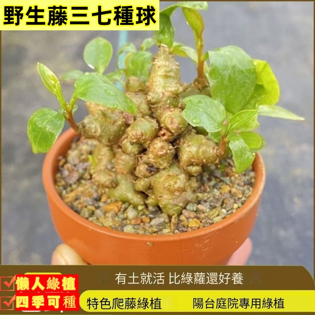 野生藤三七種球植物苗盆栽食用藥用田七種苗根莖庭院陽臺爬藤綠植