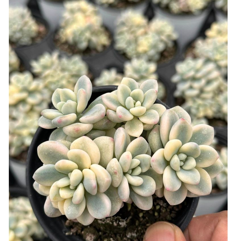 清晨日光㊣多肉花園  穩根品 多子多孫系 香香勞爾錦 ( 限量新品) 裸根出貨 進口多肉 韓國多肉