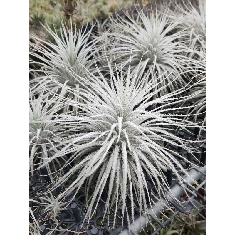 綠房子空氣鳳梨 雞毛撣子(小) Tillandsia tectorum