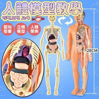 人體器官模型 人體模擬模型 人體拼裝模型 人體器官玩具人體骨架模型 模擬拚裝模型 軀幹結構 內臟科敎類玩具 人體器官模型