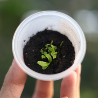 高冠女王杯苗 2.5吋 蕨類 鹿角蕨上板 觀葉植物 上板植物 植栽【阿金的便秘花園】PP281
