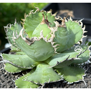 圓葉拇指嚴龍 側芽販售 非組培 含盆寄出 龍舌蘭AGAVE 嚴龍 甲蟹 塊根植物 多肉植物