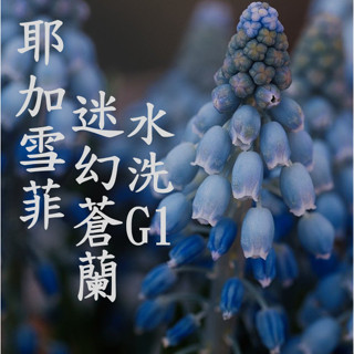 (2024) 獵豆工坊🐆 衣索比亞 耶加雪菲 迷幻蒼蘭 水洗微批次G1 咖啡生豆500g