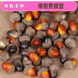 幼教老師🌿植物造型橡樹果模型(20顆)---模擬模型