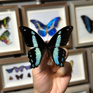 【現貨】🦋青帶寬尾鳳蝶🦋蝴蝶 昆蟲 模型 乾貨三角紙包裝 #非活體 #類模型 #藝術品
