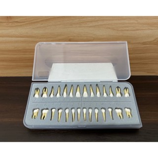牙科牙技 1:1 雙色恆牙模型28顆 帶牙根 ( 附保護盒 )