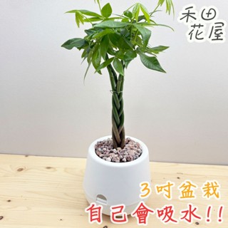 禾田花屋|編織發財樹|辮子馬拉巴慄|3吋雪胖盆|室內植物|免澆水|懶人盆栽|觀葉植物|室內植物|懶人盆栽|吸水盆