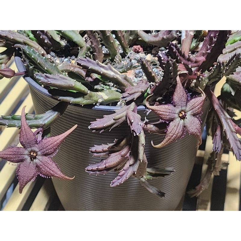 ￥黑貓家的肉￥蘿藦科 羅摩 多肉植物