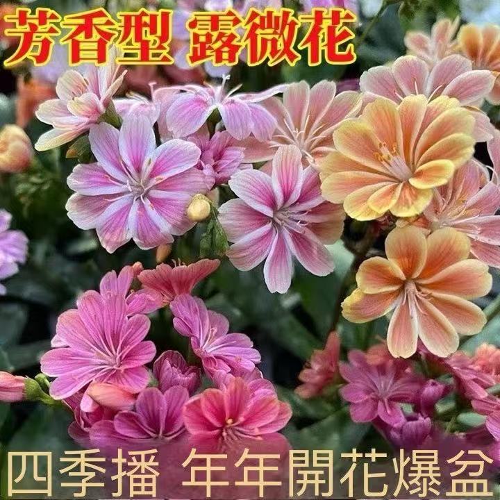 【露薇花種子】推薦室內種植花種子琉維草露微花盆栽陽台庭院窗台四季開花新手易種
