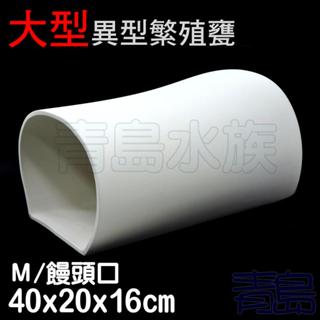 饅頭口【慢慢魚】白色力量 大型異型 繁殖甕 產卵躲藏 坦克異形 皇冠豹 異形