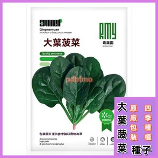 【原廠包裝/精選種子】大葉菠菜種子四季蔬菜秋冬籽種陽臺種籽耐熱菜種盆栽波菜約1000粒