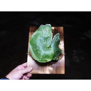 @柯比植物@ 鹿角蕨 女王鹿角蕨 女王鹿角蕨已上板 收到可直接掛牆 上板植物 鹿角蕨上板