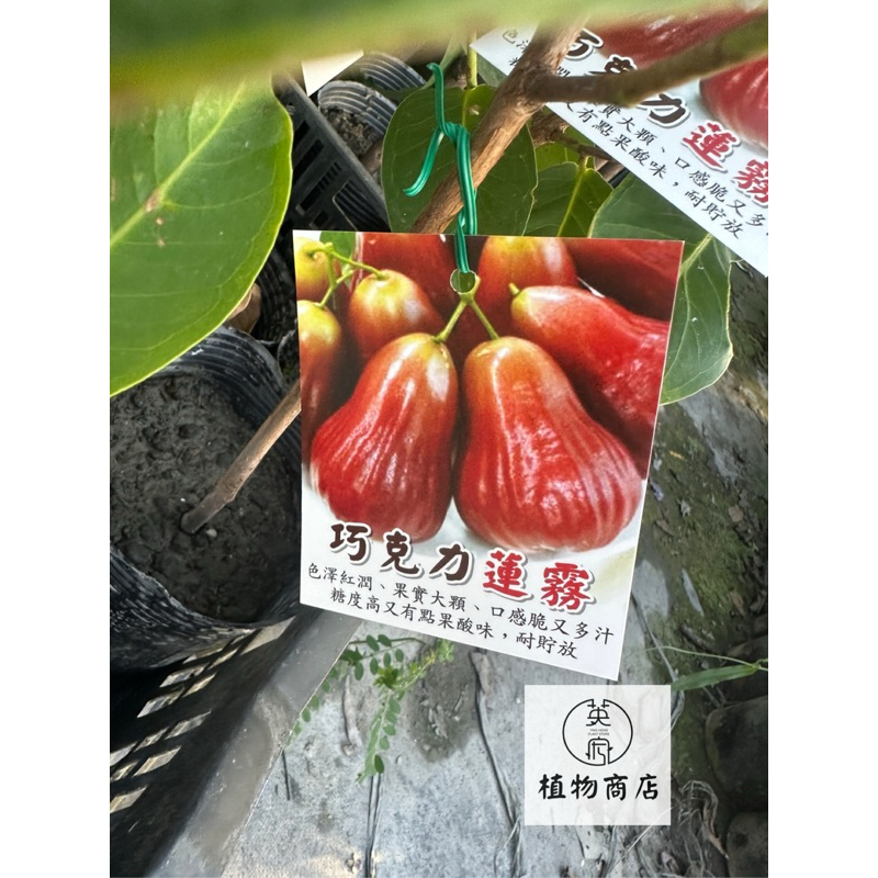 黑金剛蓮霧｜優惠推薦- 蝦皮購物- 2025年12月