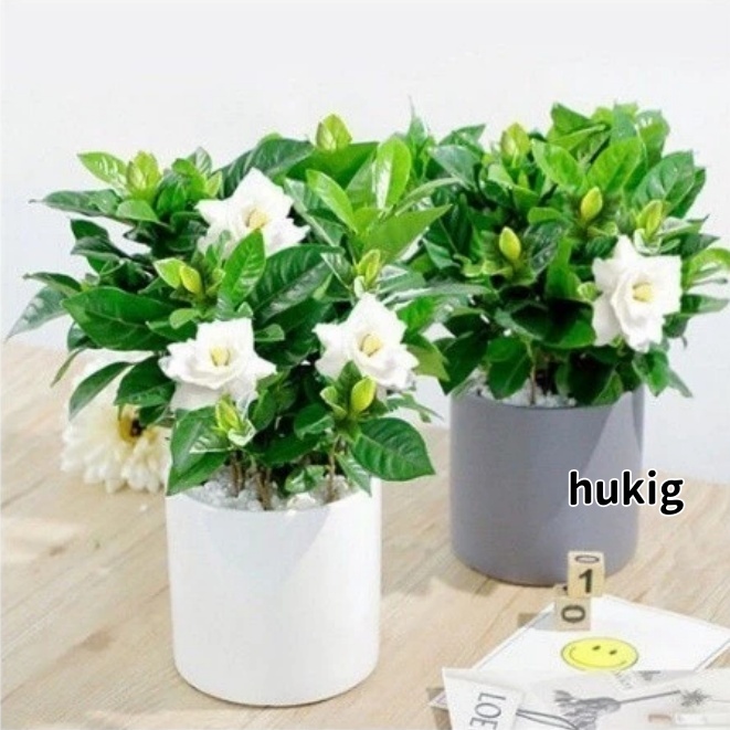 現貨 茉莉花種子 稀有重瓣 買50粒發100粒  茉莉花 種子〖精選優質〗風車香水茉莉花 四季盆栽庭院種子 發芽率98%
