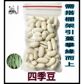 🌱《四季豆種子》🌱 早熟高產豆角種籽 蔬菜種子 盆栽菜豆地豆 搭架四季豆種子
