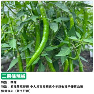 【48h出貨】香辣二金條種子 二荊條辣椒種子（微辣）四季播種辣椒種子盆栽蔬菜種子#hot pepper