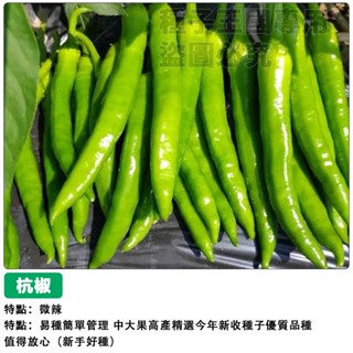 【48h出貨】杭椒一號種子（微辣） 青辣椒種子青尖椒種子~高產四季播種辣椒種子盆栽蔬菜種子#hot pepper