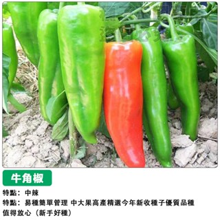 【48h出貨】牛角椒種子（中辣）可留種大果美人椒四季播種辣椒種子盆栽蔬菜種子#hot pepper