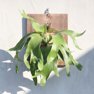 非猴交馬圓 Platycerium 'Dawboy'風火輪 2吋盆 蕨類植物 鹿角蕨上板 【阿金的便秘花園】PP253