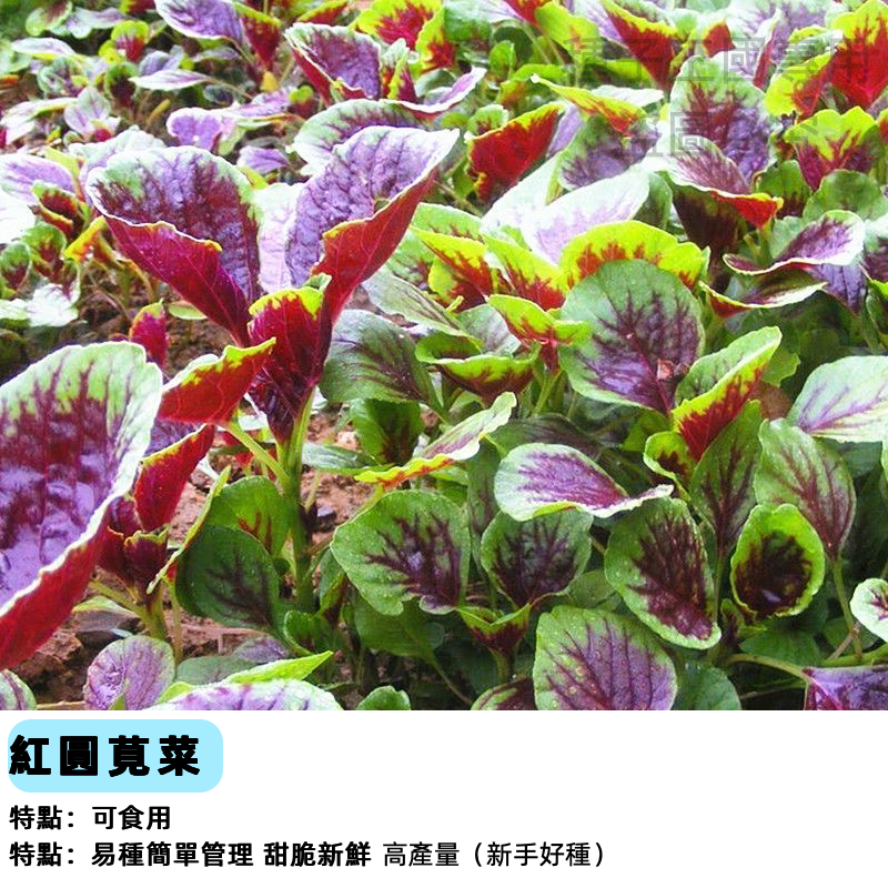 【48h出貨】紅莧菜種子 紅圓莧菜 汗菜種子~綠莧菜種子·野菜種子~四季耐熱速生農家蔬菜種子#vegetable
