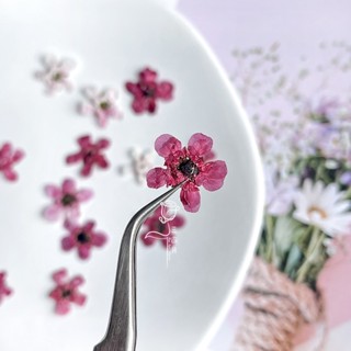 🍀臺灣現貨 松紅梅 乾燥花手作壓花 雞尾酒調酒裝飾 永生花乾花押花 天然植物標本玫紅色滴膠材料兒童手工體驗diy貼畫