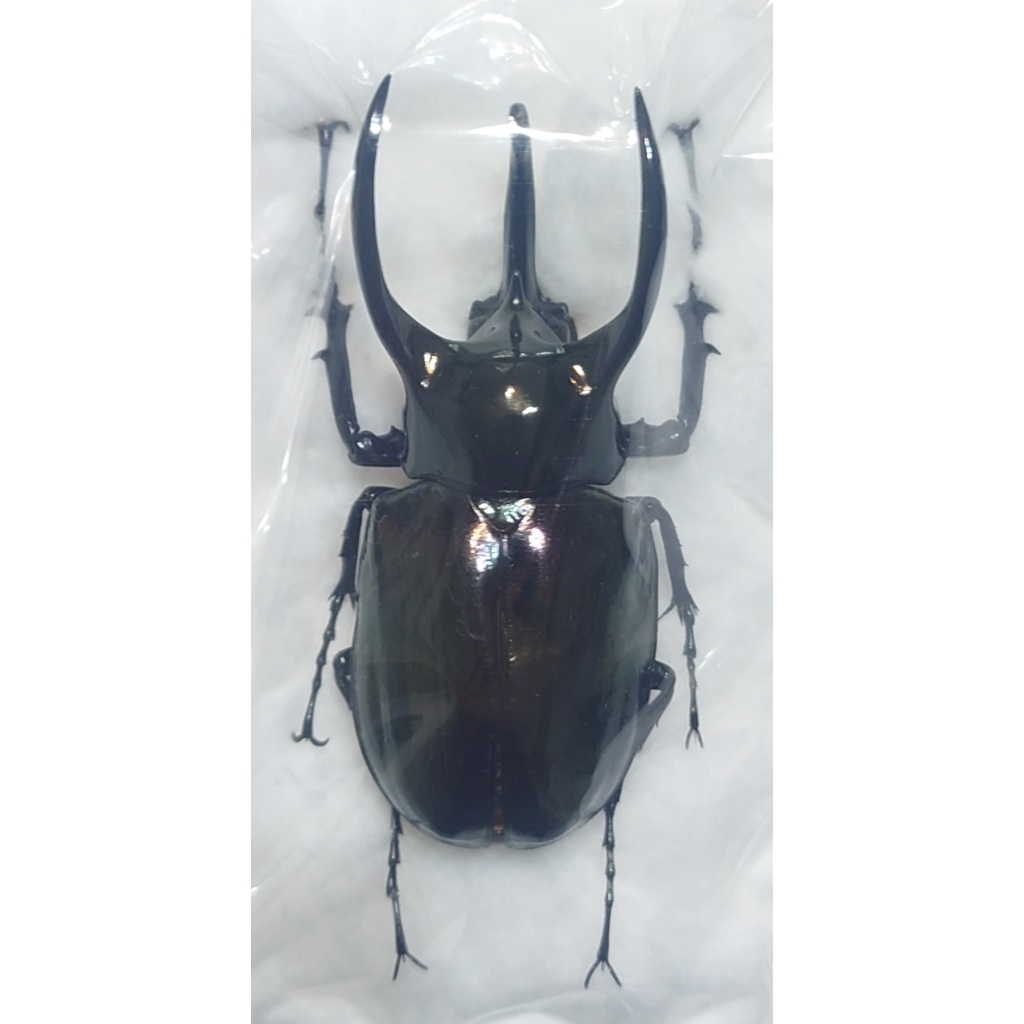 【昆蟲標本】CAM野生南洋大兜蟲Chalcosoma atlas mantetsu