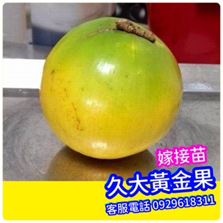 ✅久大黃金果✅嫁接苗盆栽✅冬蜜黃金果 黃金果苗 久蜜黃金果 大金莎黃金果 皇蜜黃金果 蜜皇黃金果 白綿綿黃金果 水果苗