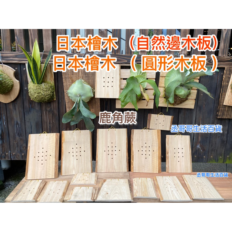 日本檜木自然邊木板 鹿角蕨上板 鹿角蕨 鹿角蕨板材 蘭花 蕨類上板